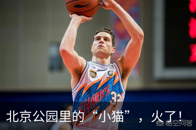 北京公园里的“小猫”，火了！